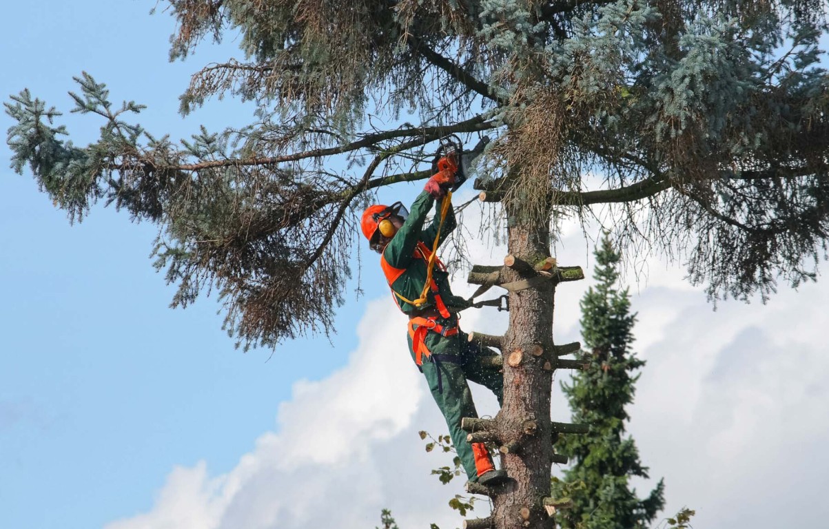 Tree Health & Maintenance service in Carson, CA