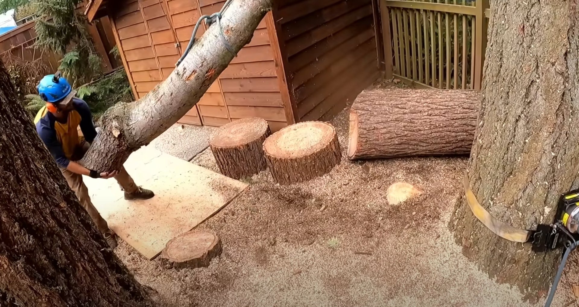 Careful tree removal in confined spaces Tree sectioning work in residential backyard setting