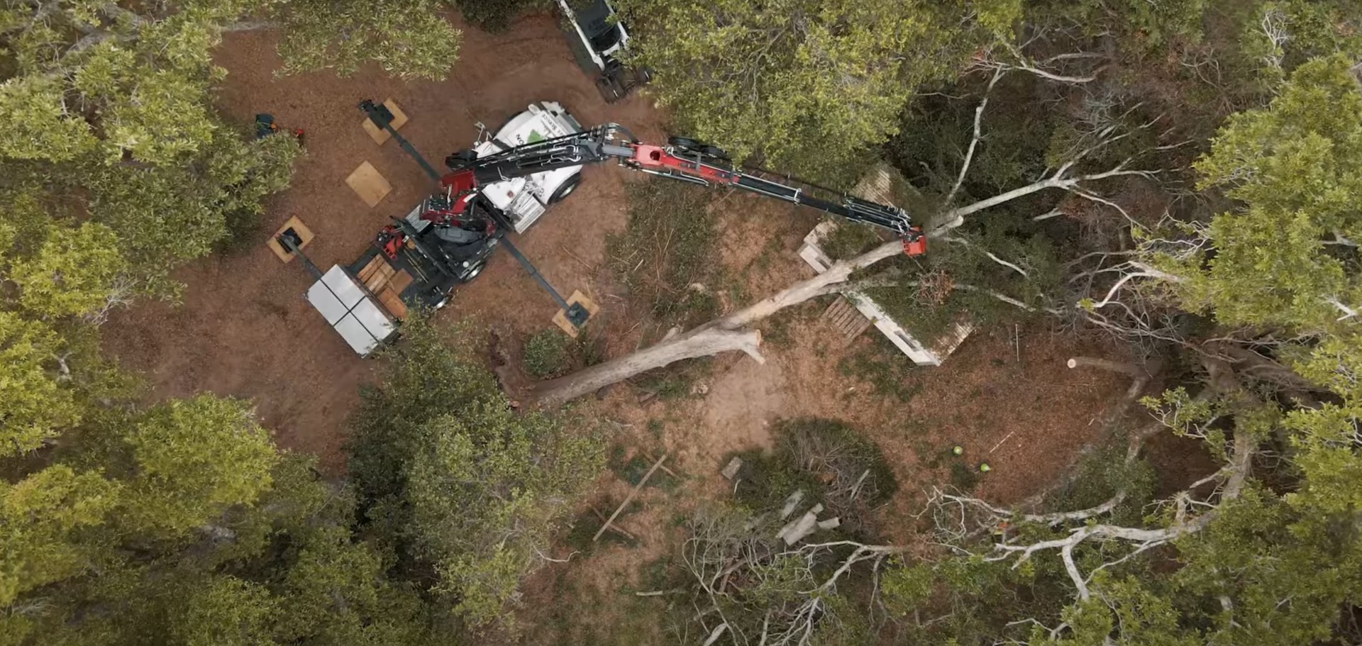 Complete tree service project overview Aerial view of comprehensive tree removal operation