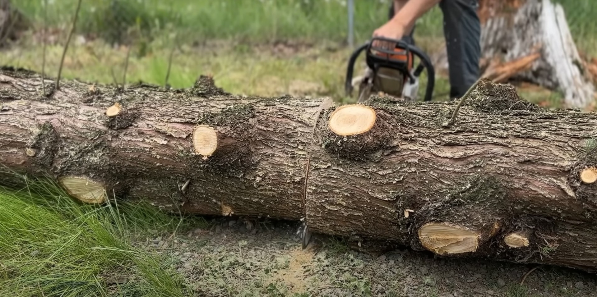 Professional tree pruning: crown thinning and crown reduction techniques Before and after comparison of professional tree pruning techniques in Carson, CA