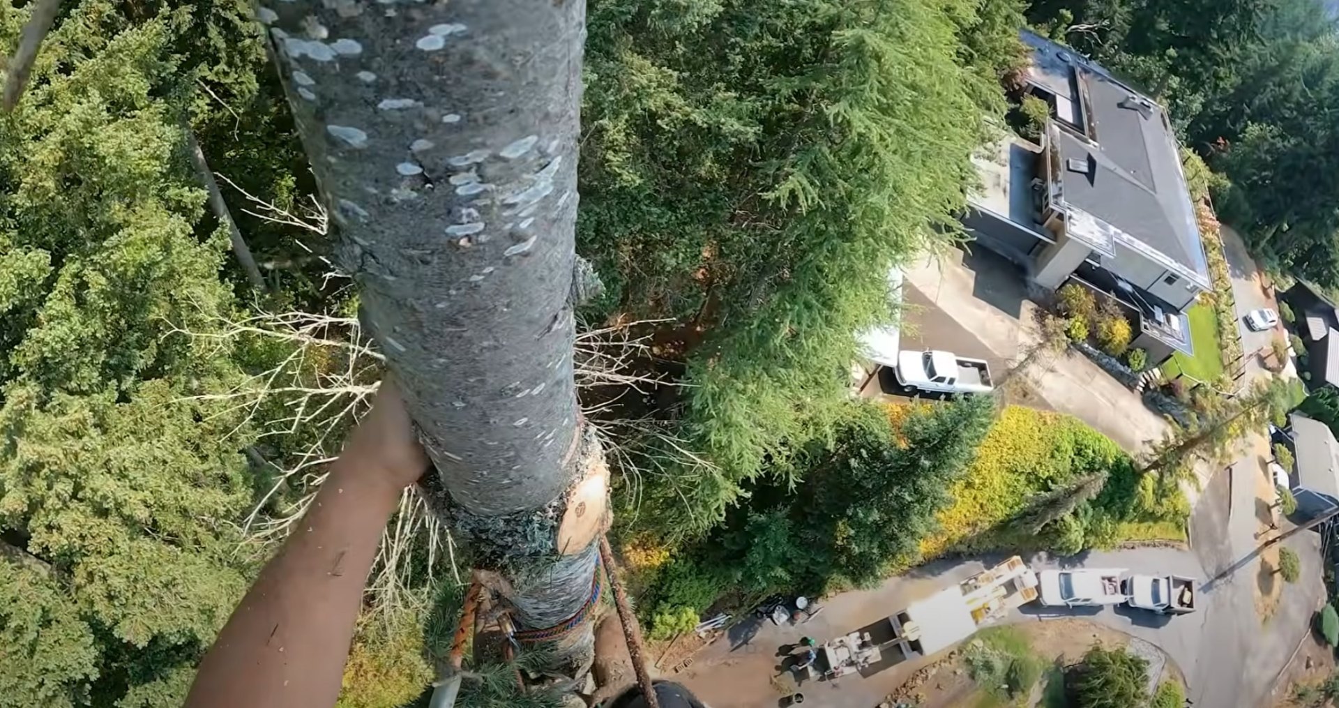 Precision tree removal near homes Aerial view of professional tree removal from residential property