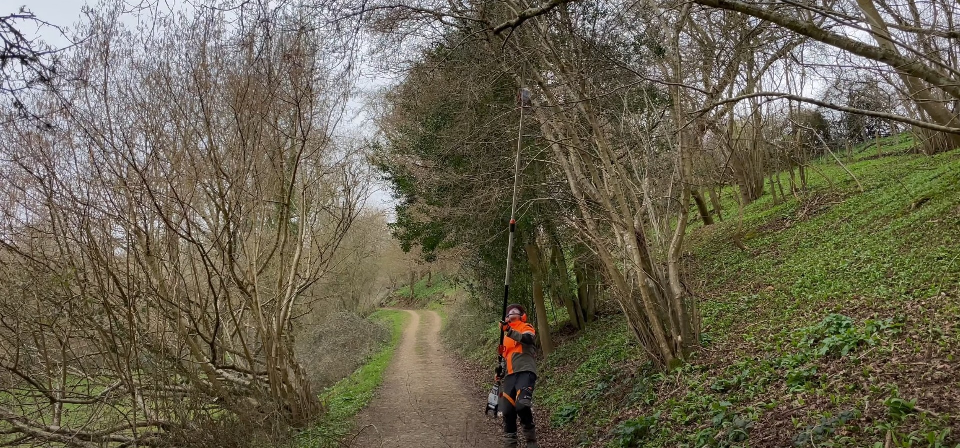Expert tree removal in natural settings Professional tree service technician with chainsaw working in forest setting