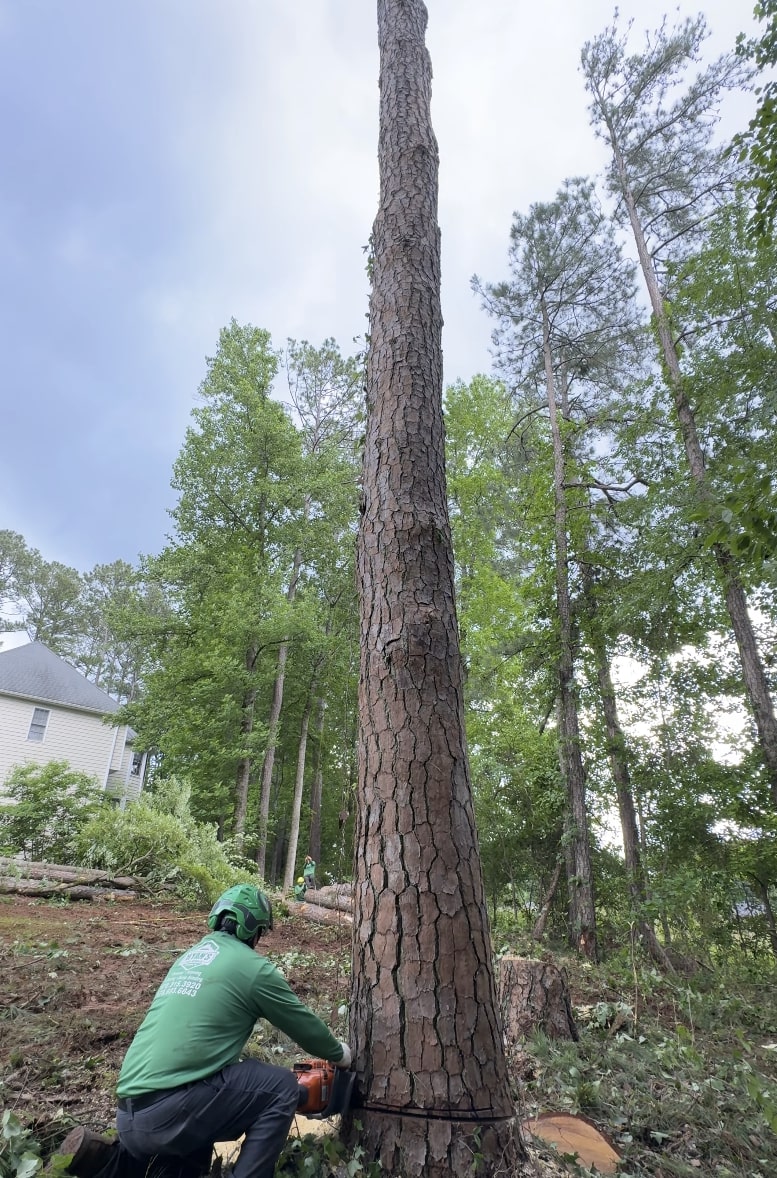Expert tree removal services in Carson, CA Professional tree service technician safely removing a large tree in Carson, CA