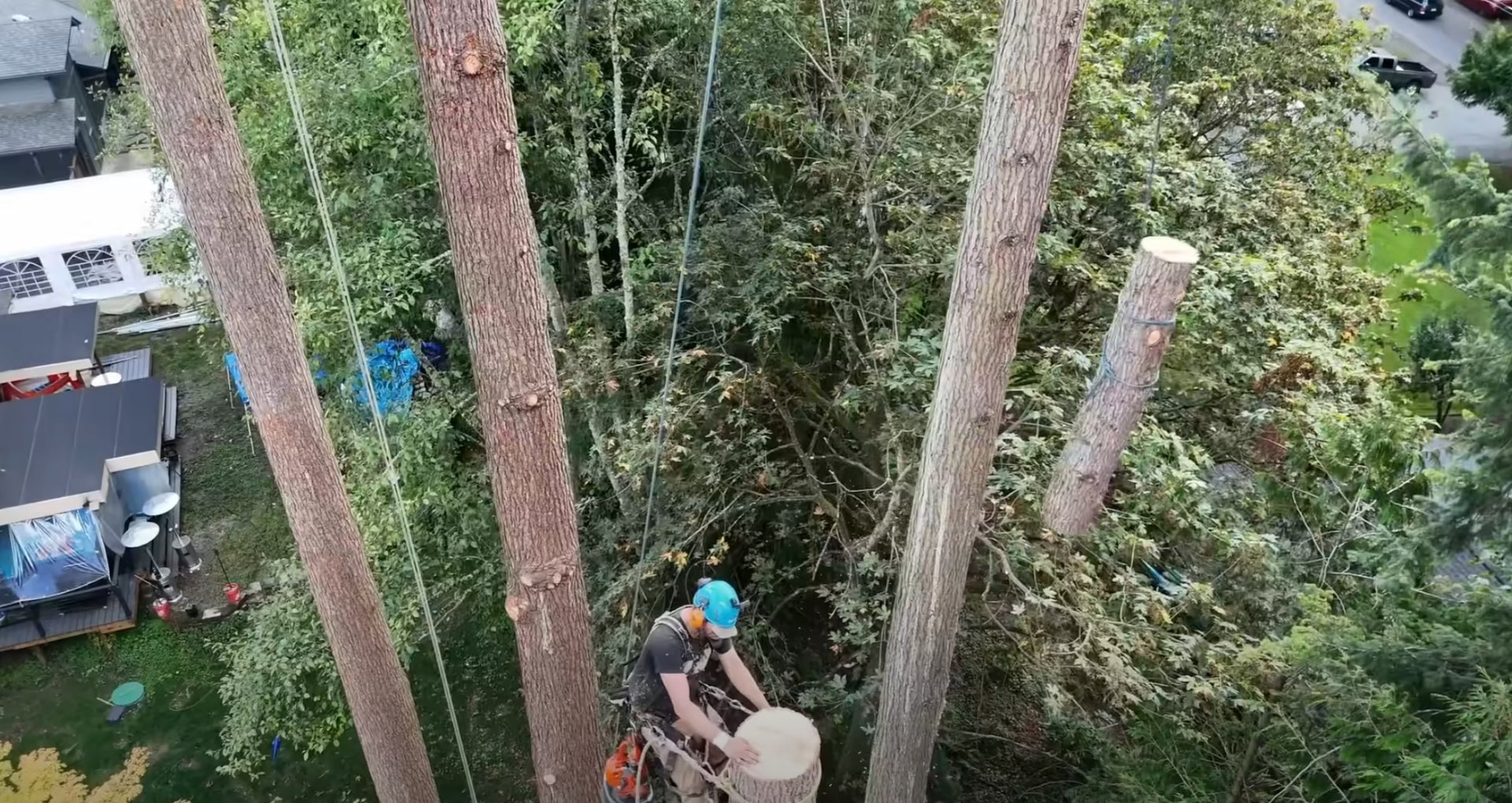 Professional arborist tree climbing and trimming Aerial view of certified arborist working in tree canopy